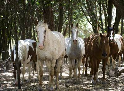 Los caballos del marqués de Monsolís
