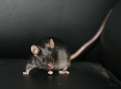 El ratón  Tiny,  nacido tras la obtención de células madre de nueva generación en China.
