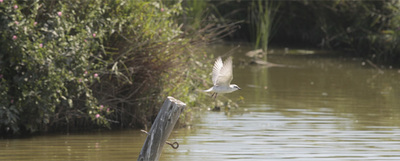 L'albufera ha vuelto a los tiempos anteriores a la etapa industrial y a los vertidos descontrolados que tanto han castigado al lago