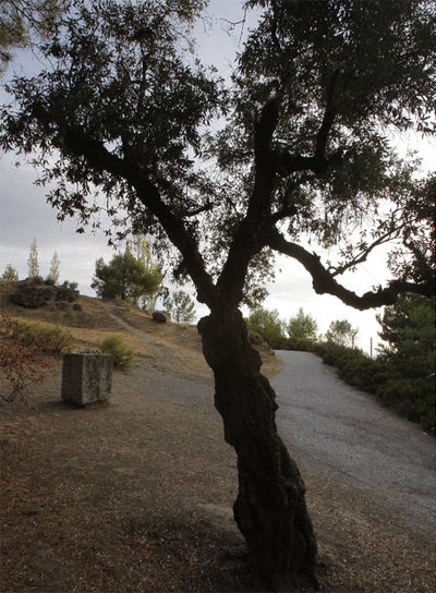 Olivo y monolito cerca del paraje donde está la fosa de Lorca.