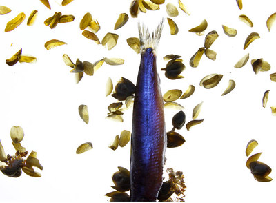 Ingredientes de las sardinas con alcaparras, presentadas como homenaje a Adam Fuss y su obra  Sín Título .