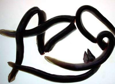  All i pebre.  Homenaje al artista Henri Matisse y su obra  Blue Nude IV. 