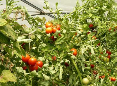 La agricultura ecológica propugna un consumo de temporada y un comercio local.