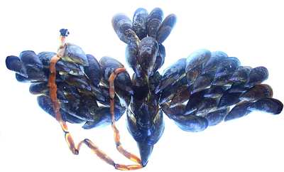  Clòtxines,   en un homenaje al artista Kiki Smith y su obra   Ave.  