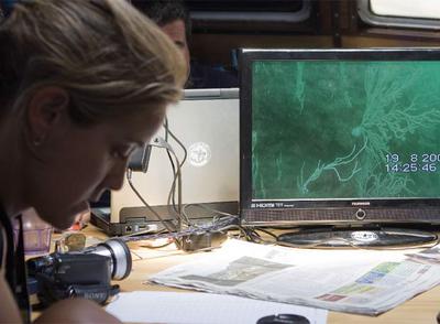Visto bueno ecologista al parque eólico de Chipiona