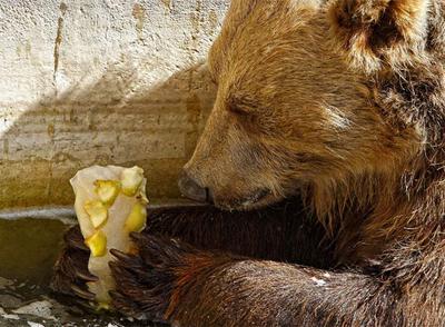 Los animales combaten el calor con helados variados