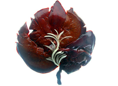 Hígados encebollados, homenaje a la artista Georgia O'Keeffe y a su obra   Dark and lavender leaf  .