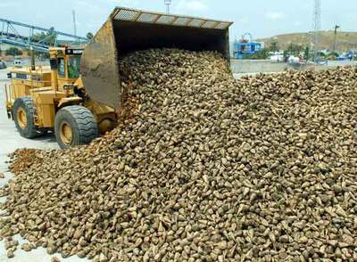 La producción de remolacha cae un 15% por la falta de lluvias