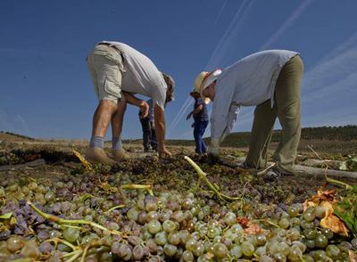 Montilla-Moriles recoge sus frutos