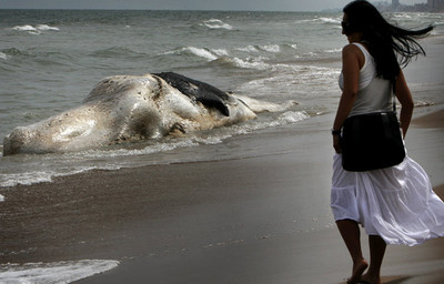 Una ballena de 11 metros de longitud apareció ayer por la mañana muerta en la orilla de la playa de El Saler de Valencia, cerca del Casal d'Esplai.