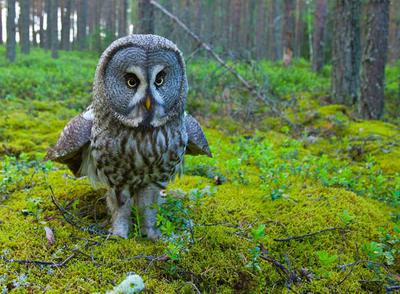 El monstruo de la taiga