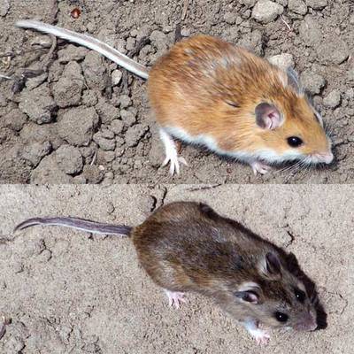 Un ratón rubio y otro pardo.