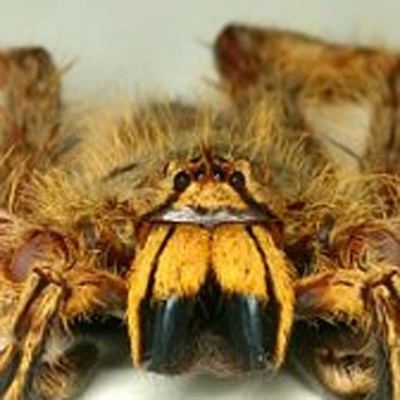 Una araña llamada David Bowie