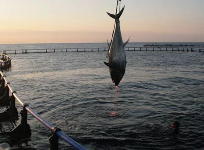 Un atún sacado de una granja de cerco frente a L'Ametlla de mar (Tarragona), el pasado jueves.