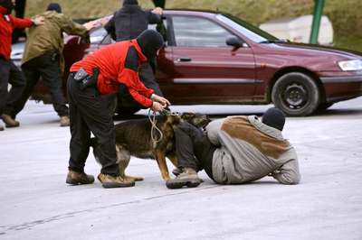 FOTOGALERIA: Ejercicios con la unidad canina