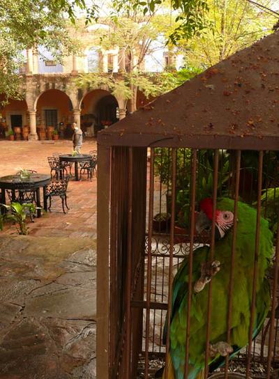 El loro Paco en la Hacienda El Carmen en Ahualulco de Mercado, México