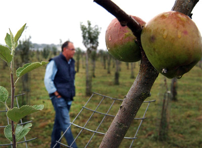 Finca de Bos, del Centro de Investigaciones Agrarias de Mabegondo, donde crecen 600 variedades de manzana y pera gallega.