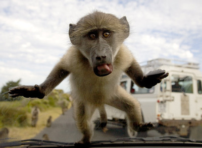 Sorpresa: babuinos en el capó