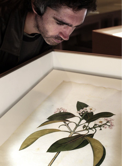 Una lámina de  Mutis al natural,  ayer en La Nau.