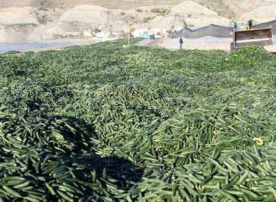 Los agricultores prefieren tirar a malvender