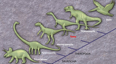 Esquema de la evolución de los tres linajes en los dinosaurios en el que está el  Tawa .