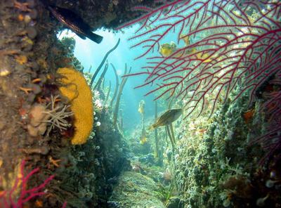 Una de las grutas fotografiadas por Rafael Sanmartín y José Luis Escalante en  La vida bajo la quilla. Fauna y flora marina de las Rías Baixas .