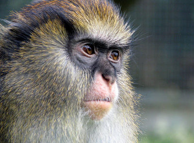 Mono de Campbell   (Cercopithecus Campbelli),   de Costa de Marfil.