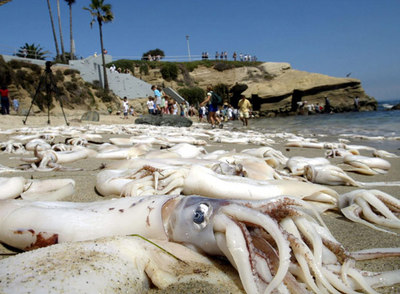 Calamares gigantes en una playa de California.