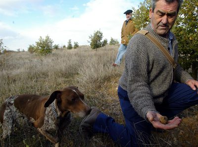 Buscadores de trufas en un valle navarro.
