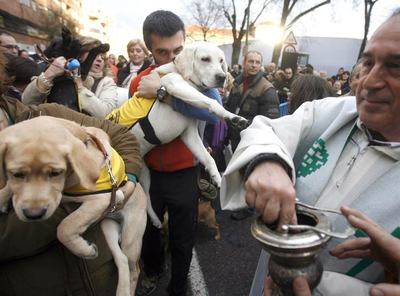 Agua bendita para perros y gatos