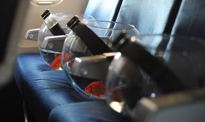 FOTOGALERIA: Peces en 'business class'