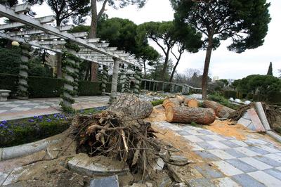 Árboles tronzados por culpa del temporal y el viento en los jardines de Cecilio Rodríguez.