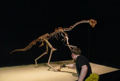 Esqueleto de  oviraptor  (arriba) en la exposición  Tesoros del desierto de Gobi. 