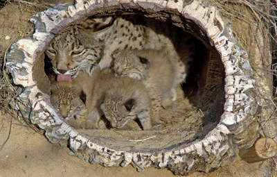 La hembra de lince   Saliega,   con dos de sus cachorros en el centro de cría de Doñana.