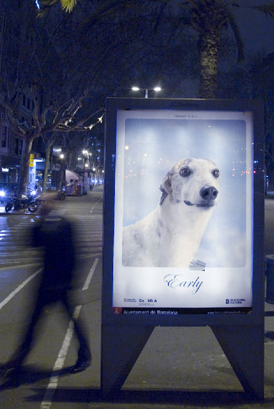 Galgos ganadores para el arte