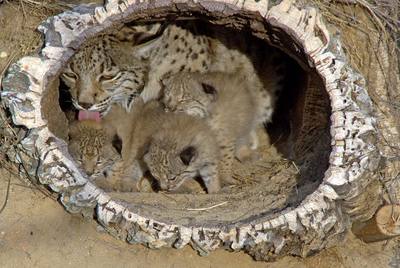 Los linces cautivos enferman, los libres no