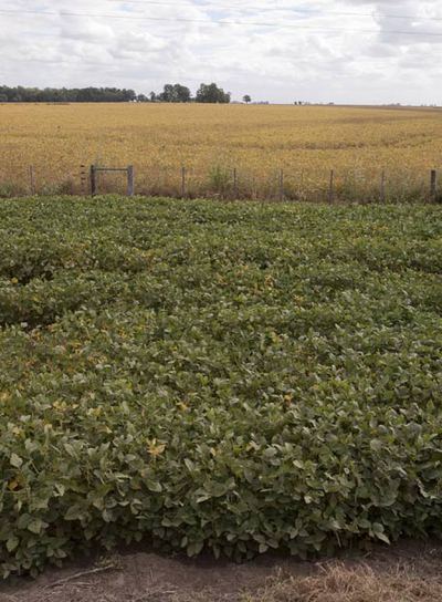 Plantación de soja a punto de ser cosechada en un campo de la provincia de Santa Fe (Argentina)