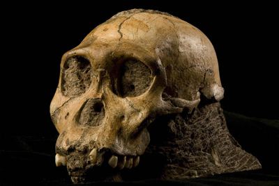 Cráneo del individuo juvenil de la especie  A. sediba. 