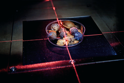   Semillas en una prueba de rayos X  