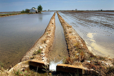 El agua llena los arrozales, el caracol manzana acecha