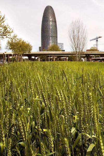 ¿Última cosecha de trigo en la Diagonal?
