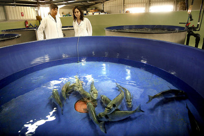 Ejemplares reproductores de dorada, en el Instituto de Acuicultura de Torre La Sal, en Torreblanca.