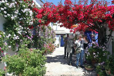 Córdoba florece con el concurso de los patios