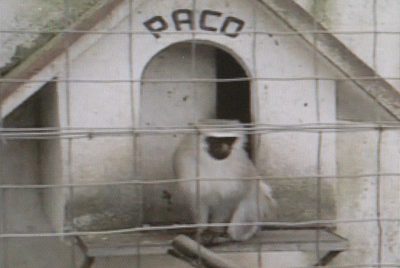 El mono  Paco  en un fotograma del documental, en su jaula de la Alameda de Redondela, antes de ser trasladado por Leri al zoo de Vigo.
