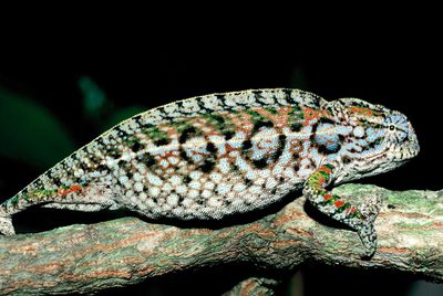 El lagarto  Furcifer lateralis  vive en Madagascar, una zona de alto riesgo de extinción.