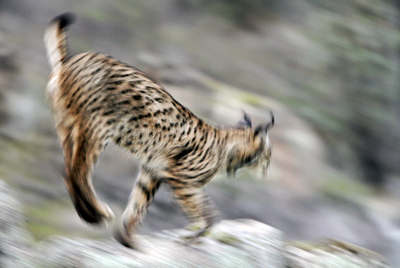 El lince ibérico en movimiento