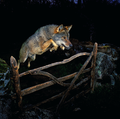 A esta fotografía le dieron y le quitaron un premio importantísimo en cuestión de días. Se lo dieron por haber captado a un animal salvaje en pleno vuelo, y se lo quitaron porque el lobo era un actor, de nombre  Ossian.  