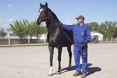 El semental de raza pura sangre inglesa  Baptize , con un cuidador, en el Centro Ecuestre Antela de Sandiás.