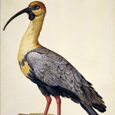 La lámina  Ave  (1790), del dibujante José del Pozo, incluida en el libro  Expedición Malaspina.  