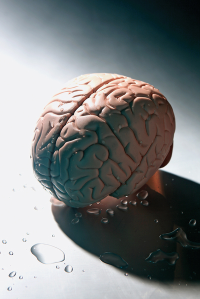 Cerebros ... y cerebras